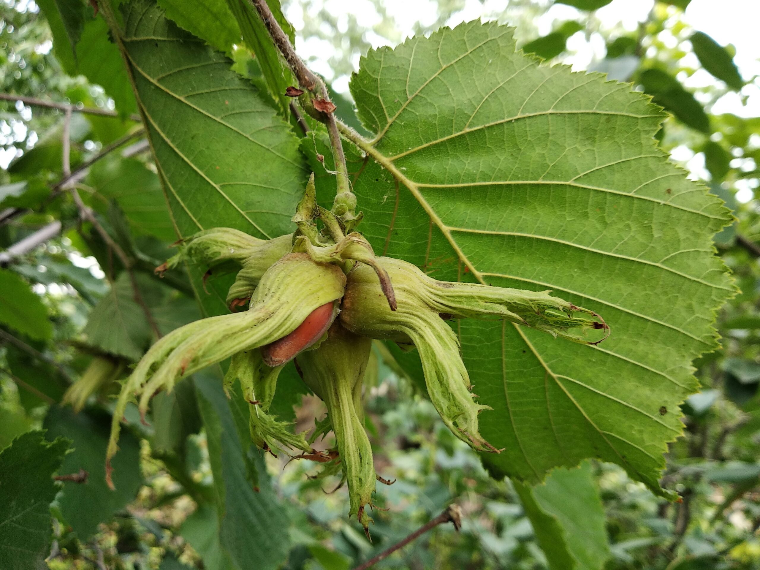 Nuts