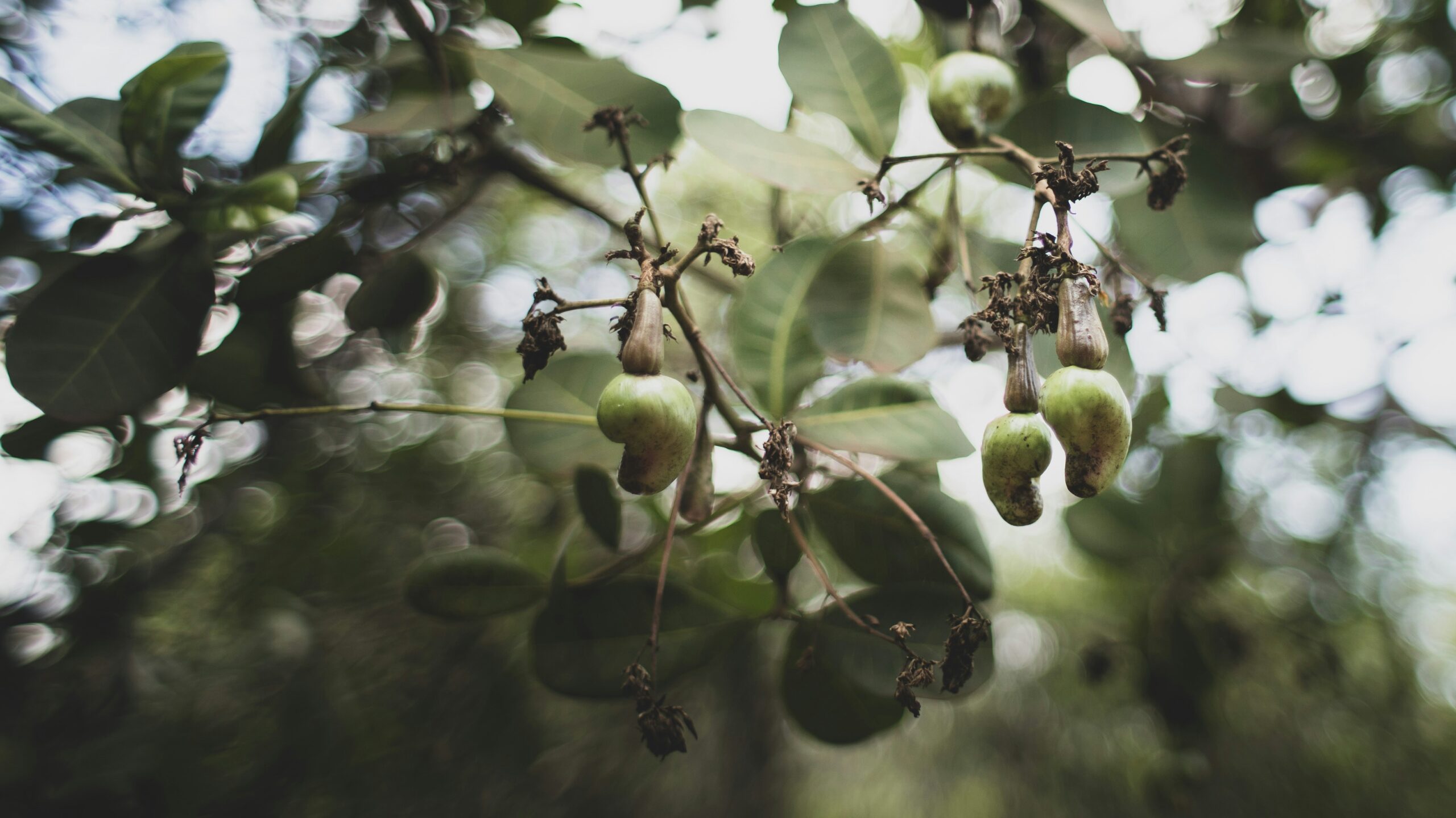 Olive Grove Operations
