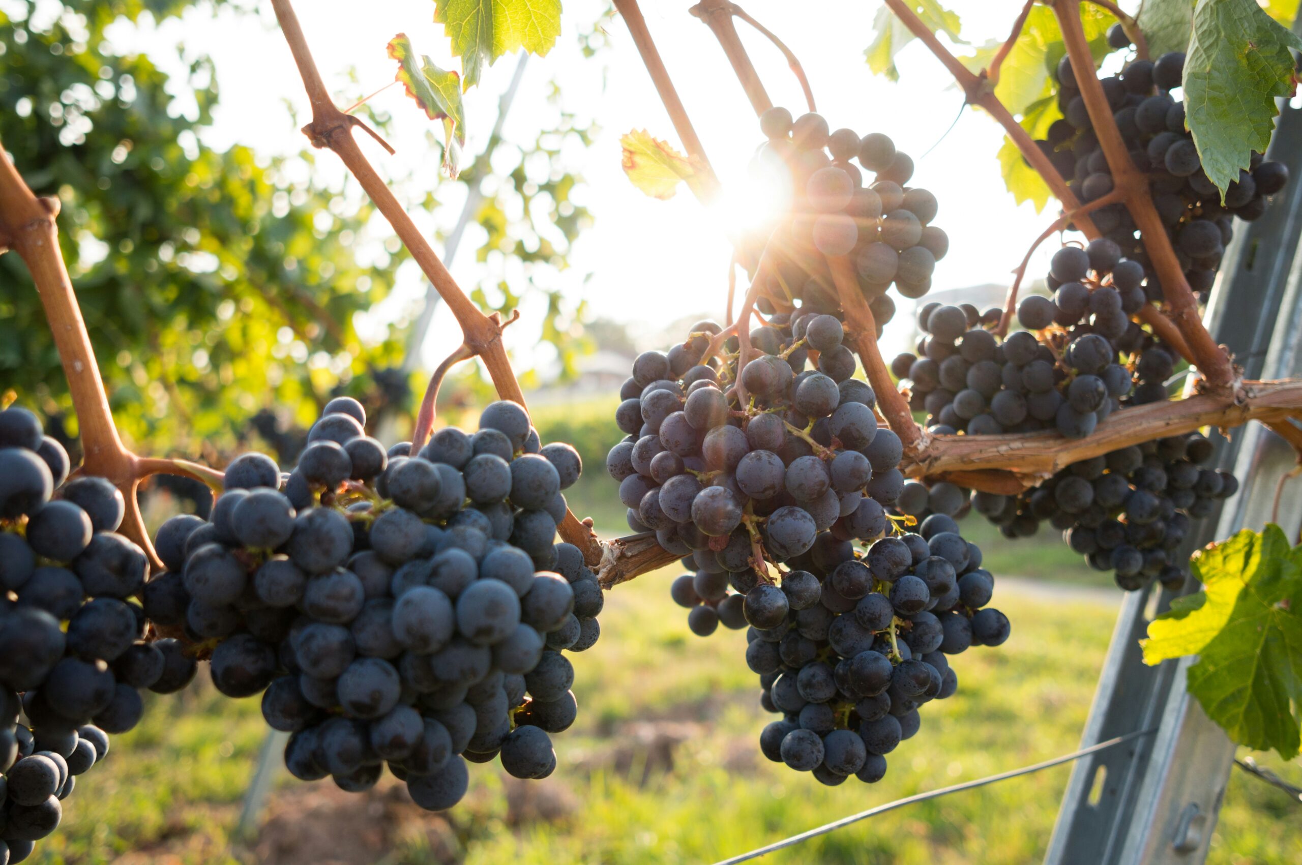 Vineyard Tracking