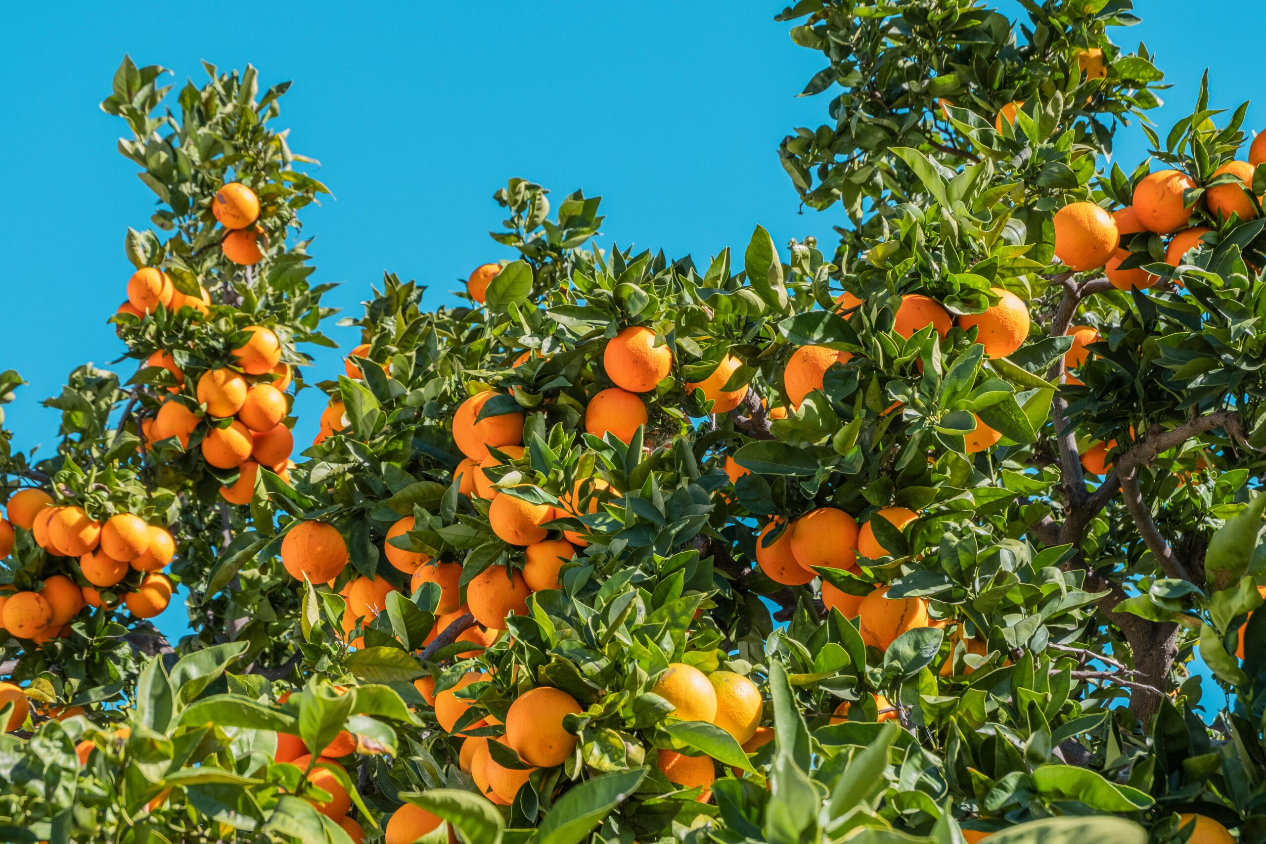 Fruit Orchard Tracking